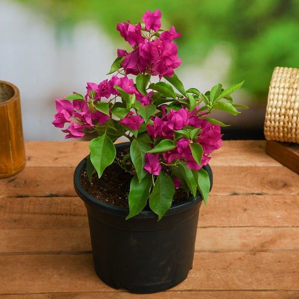 Handig overdracht Streven Buy Bougainvillea Plants online from Nurserylive at lowest price.