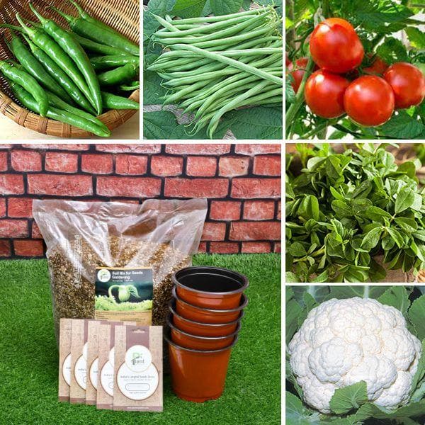 vegetable seeds online order