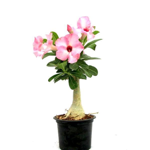 Buy Adenium Plant Desert Rose Baby Pink Plant Online From Nurserylive At Lowest Price