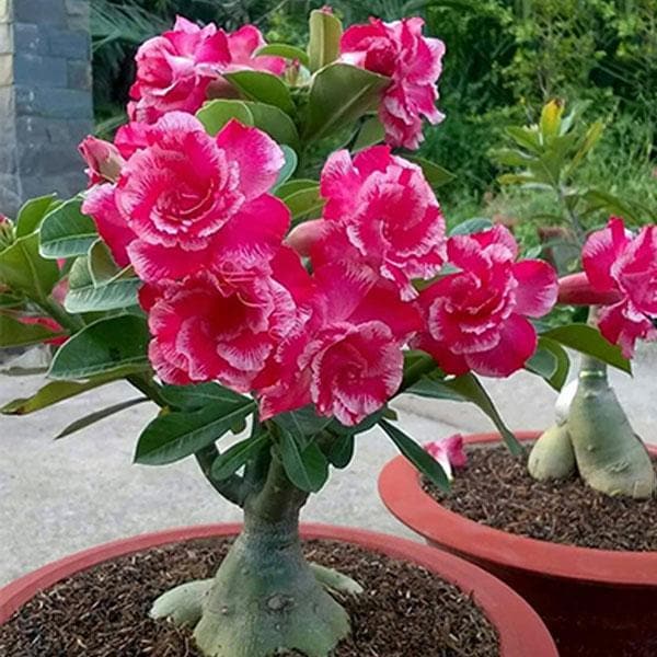 Buy Adeniuм Plant, Desert Rose (Grafted, Any Color) - Plant online froм  Nurseryliʋe at lowest price.