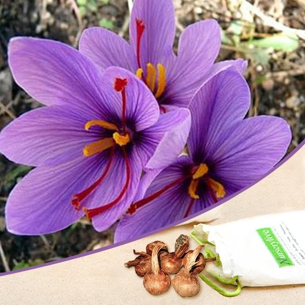 Buy Crocus Sativus Kesar Saffron Bulbs Set Of 5 Online From Nurserylive At Lowest Price