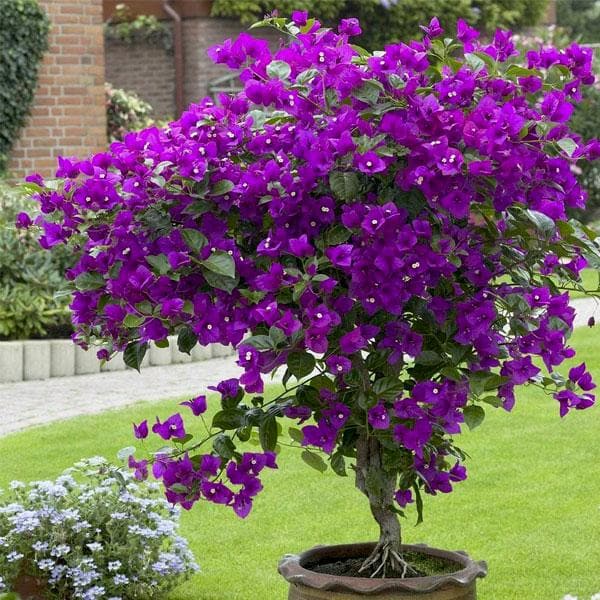 Buy Bougainvillea Glabra Lilac Queen Plant Online From Nurserylive At Lowest Price