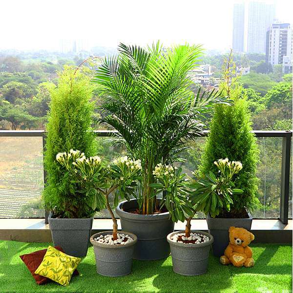 nurserylive combo packs plants popular outdoor plants for gardening on terrace 16969219211404