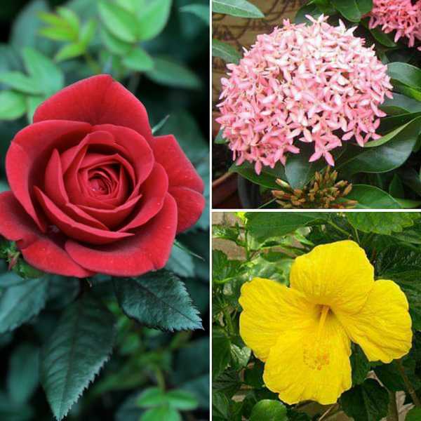 Buy Top 3 Plants For Beautiful Flowers Online From Nurserylive At Lowest Price