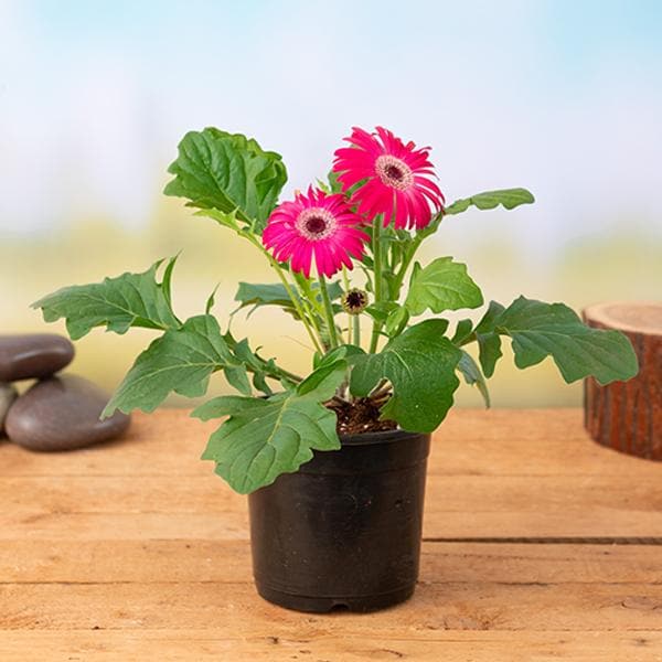 Buy Gerbera (Dark Pink) - Plant online from Nurserylive at lowest price.