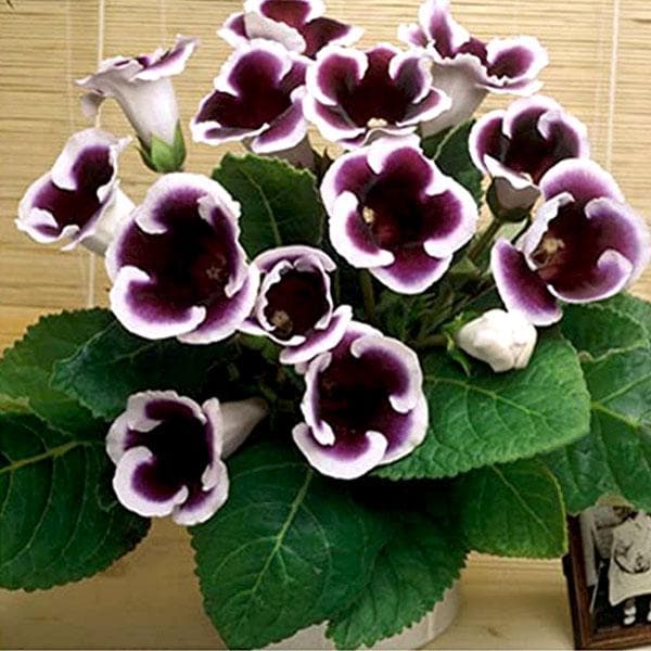 Buy Gloxinia Purple White Plant Online From Nurserylive At Lowest Price