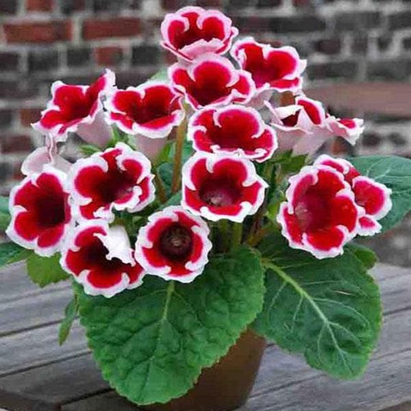 Buy Gloxinia Red White Plant Online From Nurserylive At Lowest Price