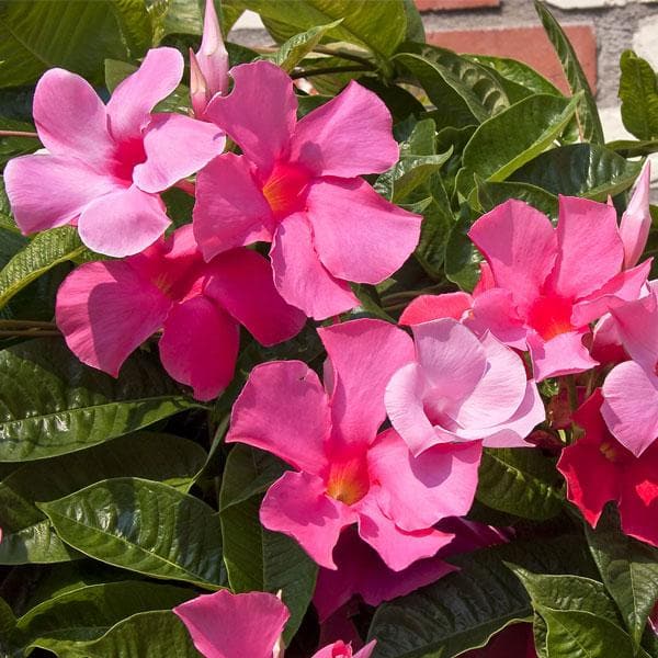 Buy Mandevilla Pink Plant Online From Nurserylive At Lowest Price