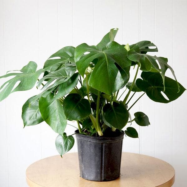 Buy Monstera Deliciosa Plant Online From Nurserylive At Lowest Price