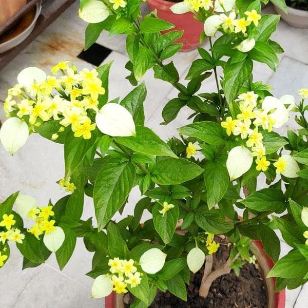 Buy Mussaenda Mussaenda Lutea Yellow Plant Online From Nurserylive At Lowest Price