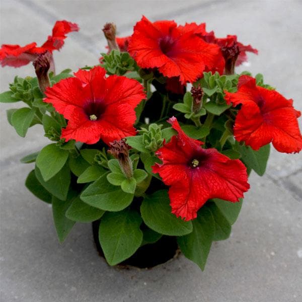 Buy Petunia Red Plant Online From Nurserylive At Lowest Price