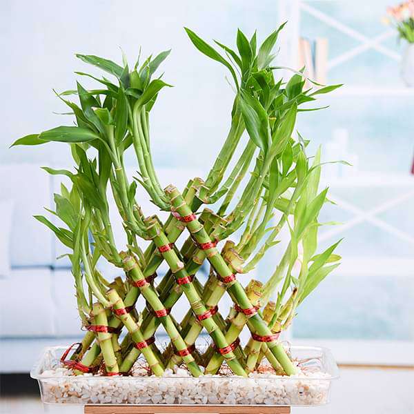 Buy 5 Layer Pyramid Lucky Bamboo in a Tray with Pebbles online from  Nurserylive at lowest price.