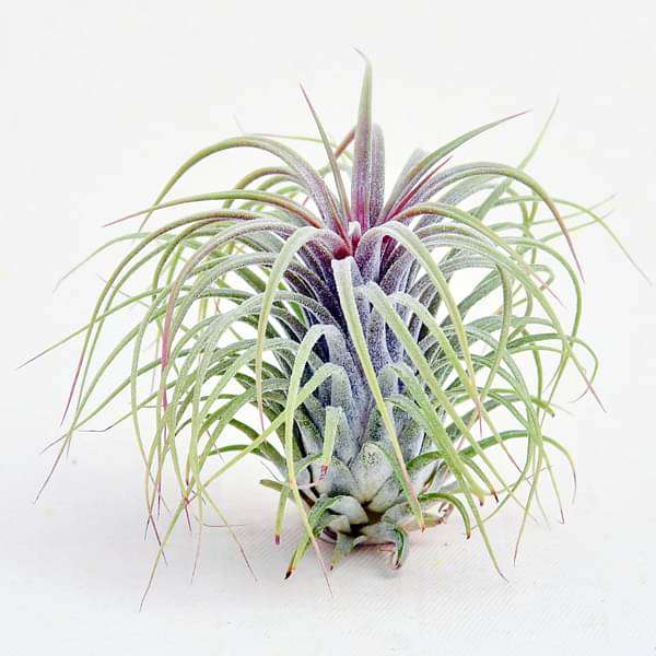  Tillandsia 