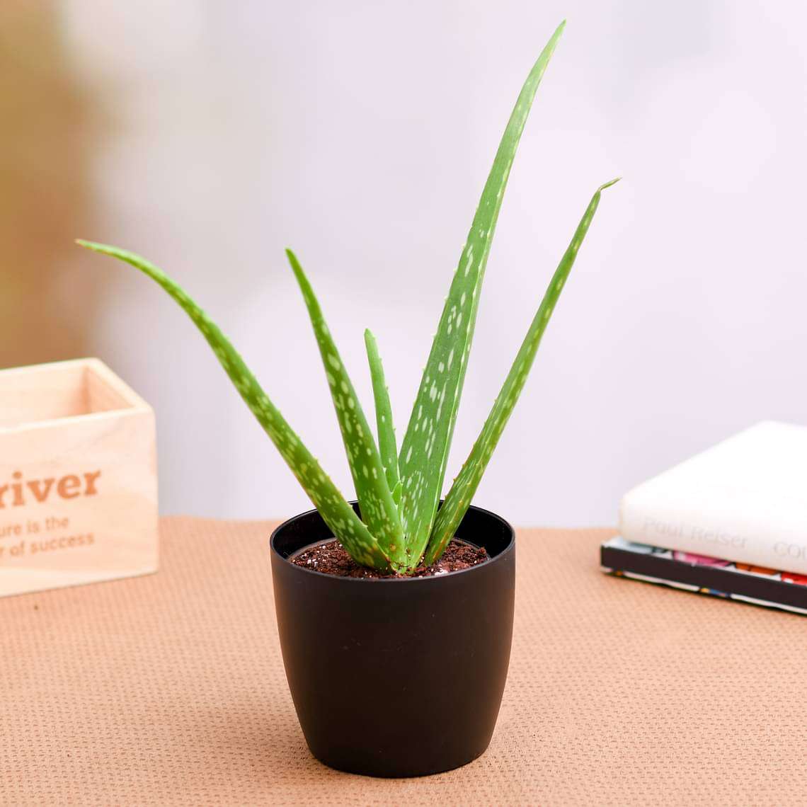 Aloe vera - online from at lowest price.