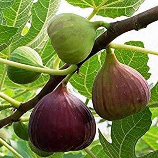 Buy Fig Tree, Anjeer Fruit, Common Fig Fruit - Plant online from Nurserylive lowest price.