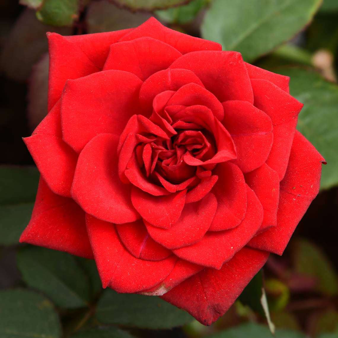 Buy Rose (Red) - Plant online from Nurserylive at lowest price.