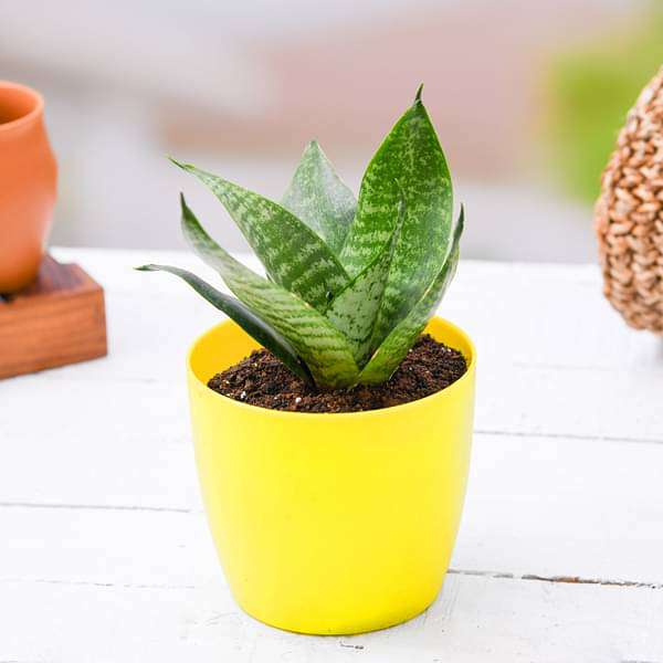 Buy Sansevieria trifasciata Hahnii, Snake Plant - Plant online from  Nurserylive at lowest price.