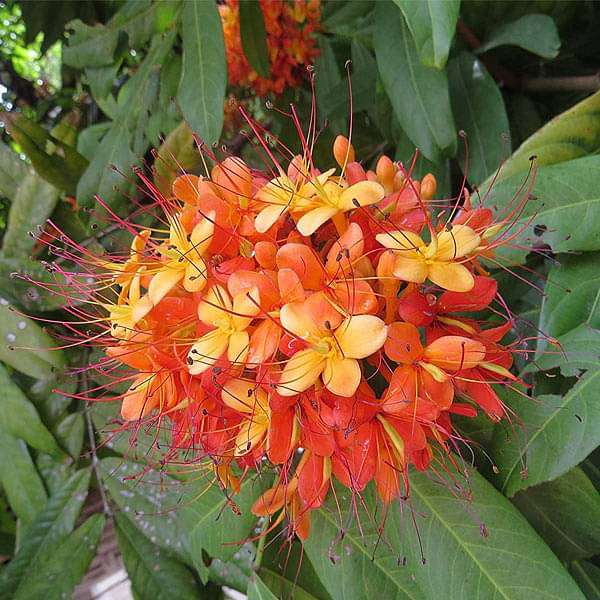 Buy Saraca Asoca Sita Ashok Ashoka Tree Plant Online From Nurserylive At Lowest Price