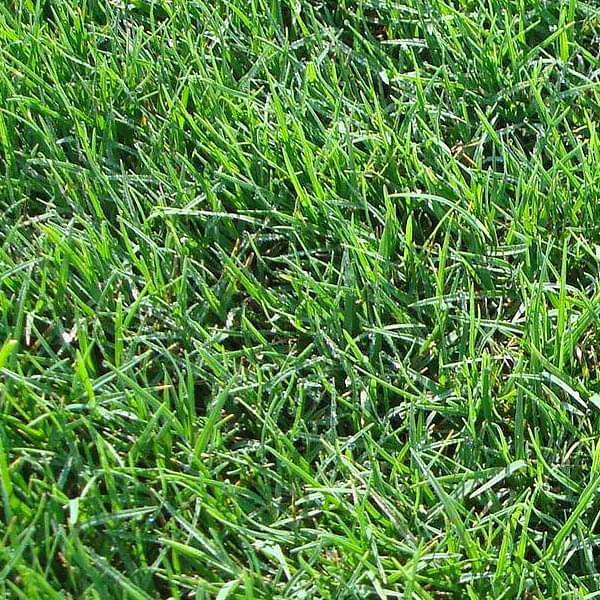 Buy Bermuda Lawn Grass 05 Kg Seeds Online From Nurserylive At Lowest Price