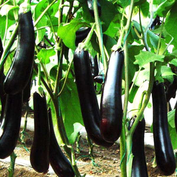 Featured image of post Easiest Way to Make Brinjal Seeds Online