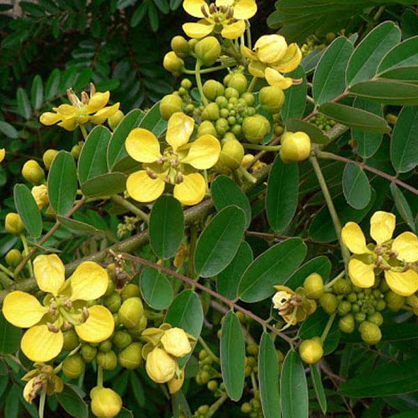 Buy Cassia Siamea Kased 1 Kg Seeds Online From Nurserylive At Lowest Price 