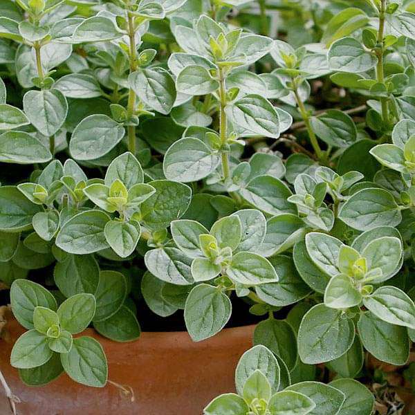 Buy Oregano - online from lowest price.