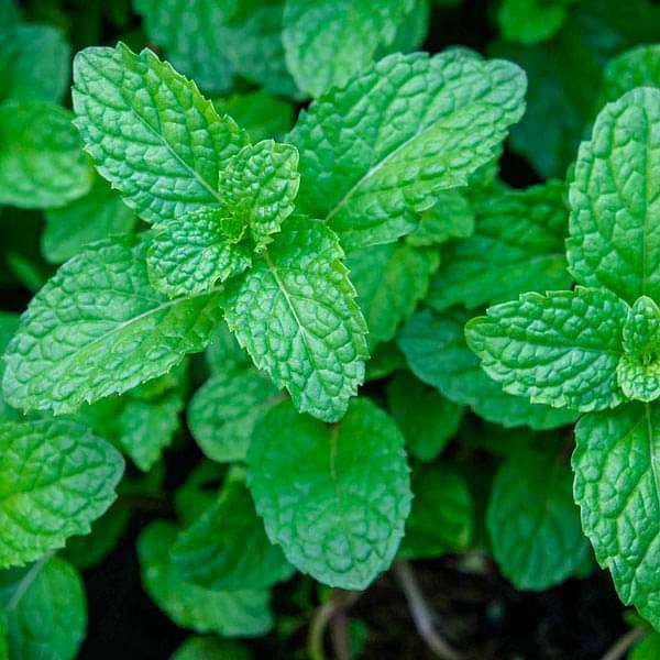 Buy 1+1 Free Peppermint Herb Seeds online from Nurserylive at