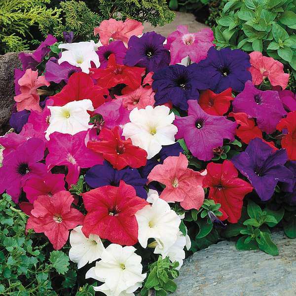 MOCCUROD Hanging Petunia Seeds Mixed Color Bright Flowers Perennial 300 Seeds 