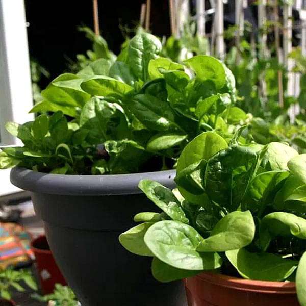 Buy Vegetable Plants Online