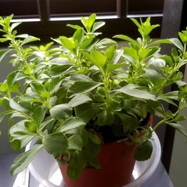 stevia plant seeds