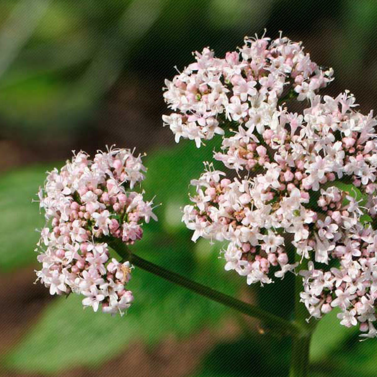 valerian-root-three-spirit