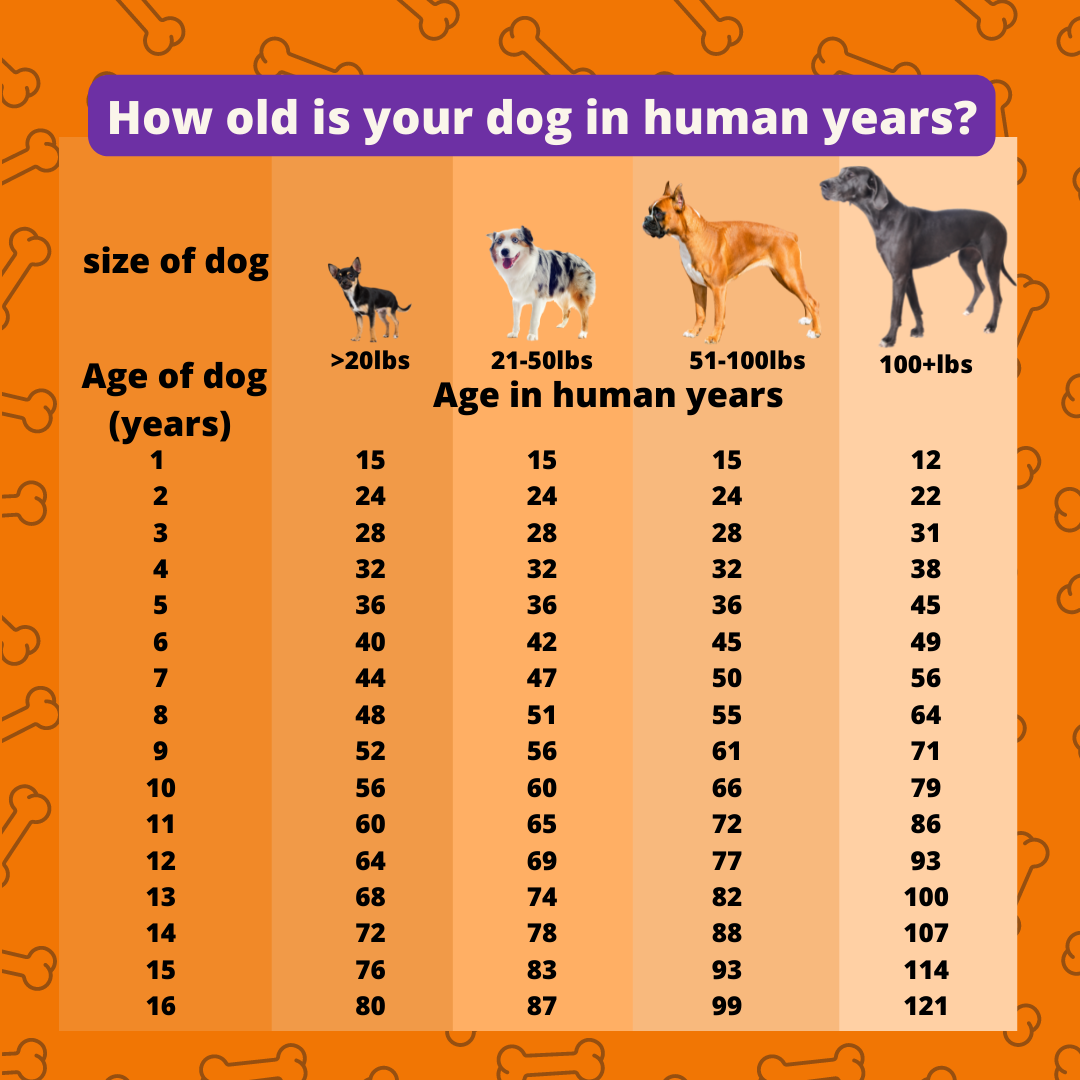how much is 1 year in dog years