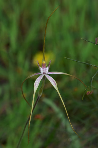 Native Australian Spider Orchid