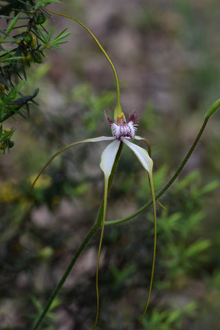 Native Australian Spider Orchid
