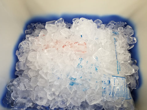 Blue Collar Cooler with ice added beginning