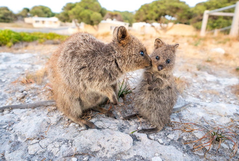 baby quokka being kissed by momma quokka