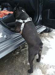 service de transport pour chien