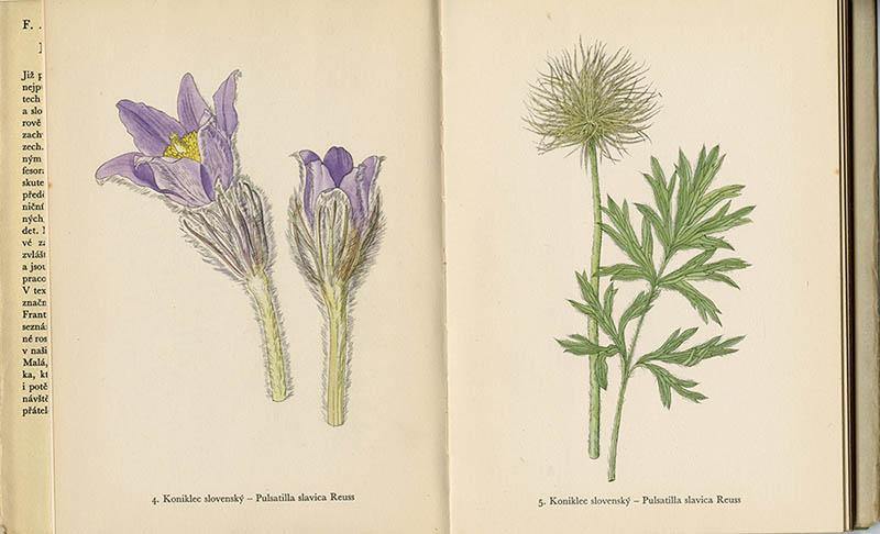 チェコスロバキア 植物図鑑 Horske Rostliny 1963年 こぐま舎 Koguma Sha