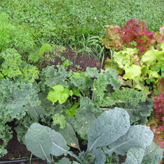 close up of red and green lettuce, baby broccoli and carrot tops in dark rich earth