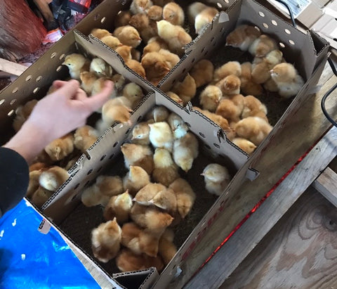 Counting baby chicks
