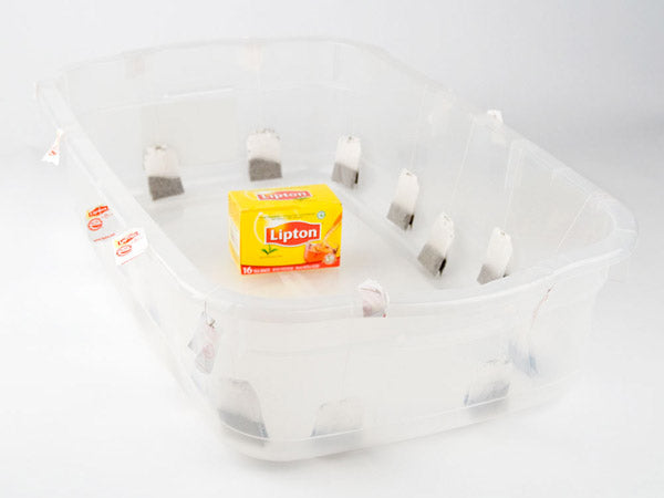 a clear plastic tub with several tea bags in it and a box of lipton tea in the middle