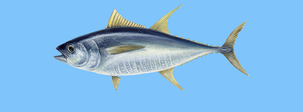 Yellowfin tuna (Thunnus albacares)