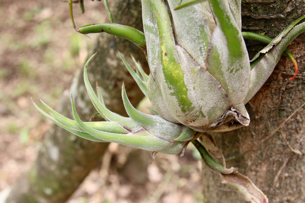 Caput Medusae Tillandsia with Pups