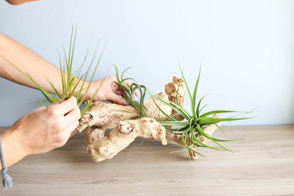 Grapevine wood decor with tillandsia air plants