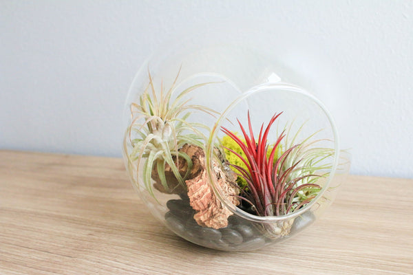 Air Plants in Glass Terrariums