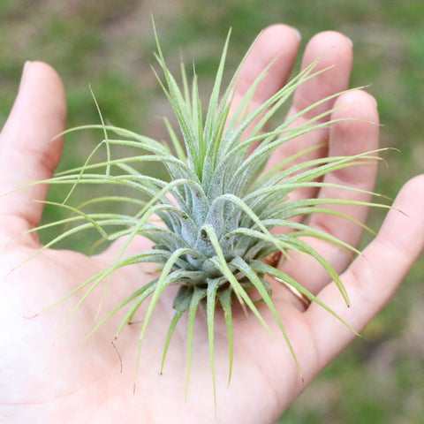 Ionantha Guatemala Air Plant Plant