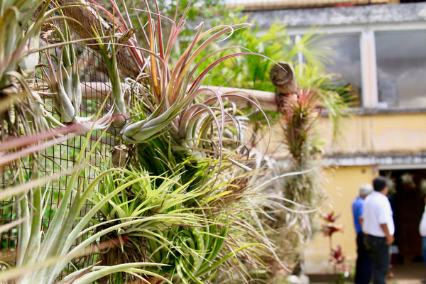 Air plant design with vertical garden display