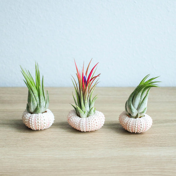 Pink Sea Urchins with Ionantha Air Plants