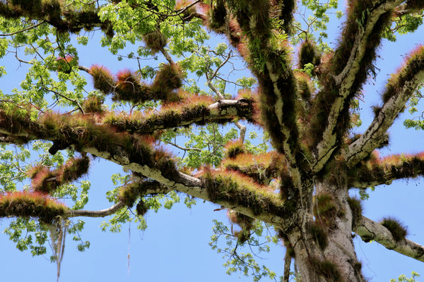 Tillandsia Juncifolia in Guatemala