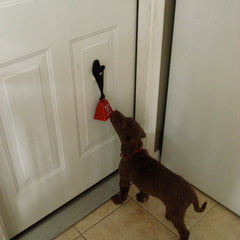 dog in action with bell taining